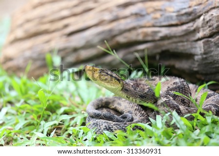 Similar – Foto Bild Südamerikanische Bushmaster-Schlange in der Natur