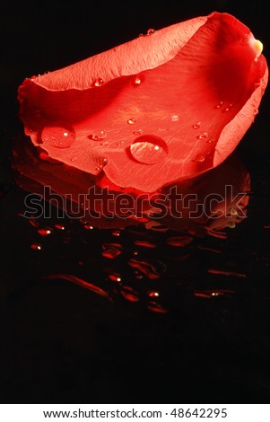 Closeup of red rose petal on dark glass background with water drops