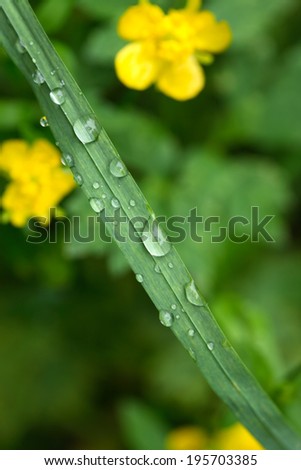 Nature background. Closeup of long grass with water drops against yellow flowers