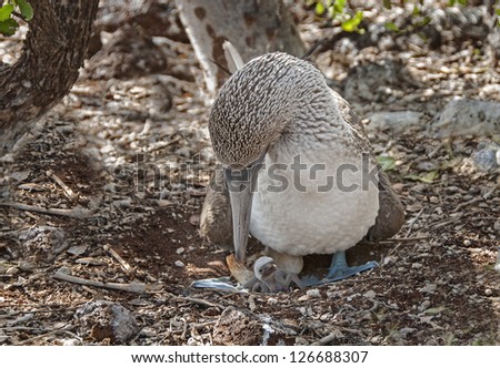 Blue Footed Booby with new chick and egg in Galapagos Islands