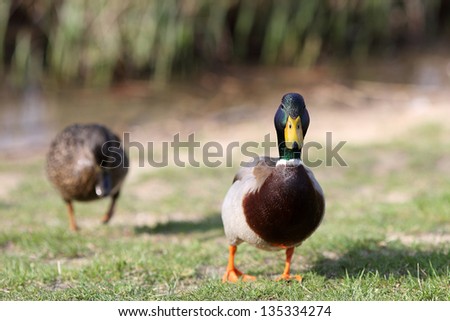 Details of a couple of mallard in grass.
