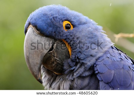 details of a Hyacinth Macaw