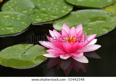details of water Lily with flower
