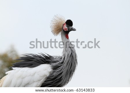 details of grey crowned crane