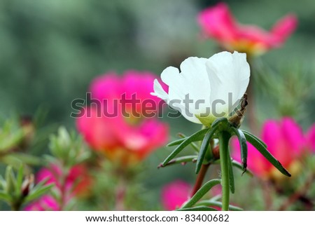 details of flowers: Portulaca grandiflora