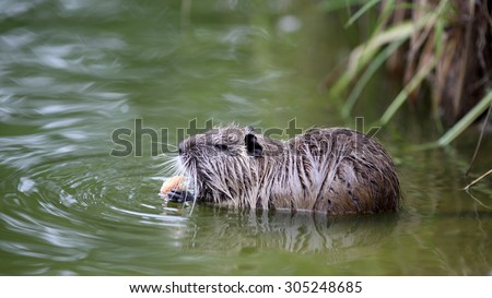Details of a coypu in water, he is eating bread.