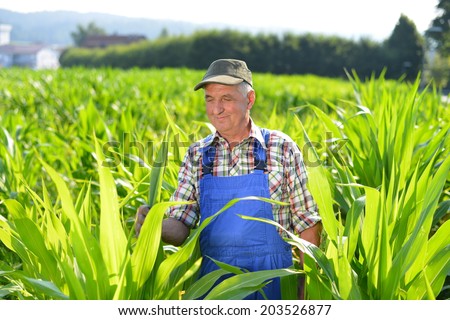 Organic Farmer looking at sweetcorn in a field. Model is real farm worker