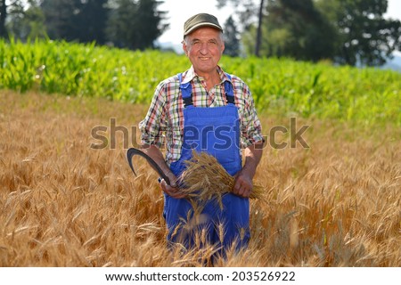 Organic farmer working in a wheat field and looking at the crop Model is a real farm worker.