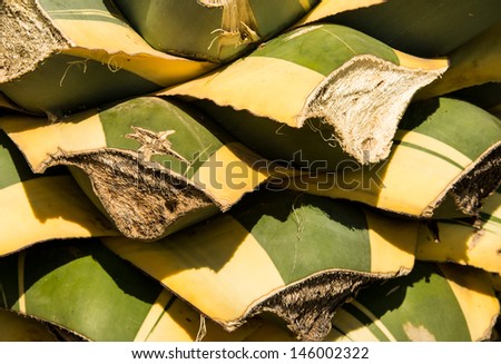 Cut cactus leaves