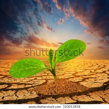 small plant pushing through a dry earth