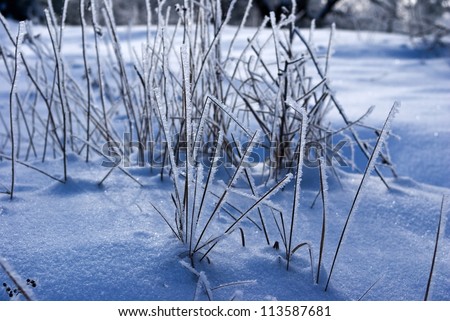 frozen grass in a winter plain