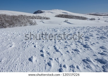 winter plain scene