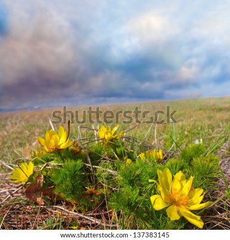 yellow flowers in a steppe