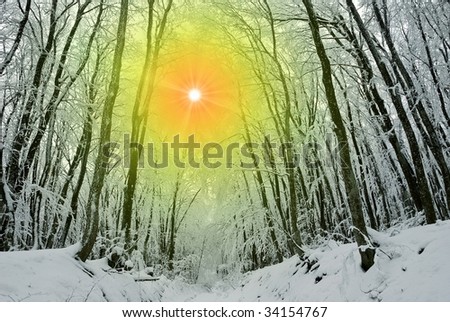 sparkle sun in winter forest
