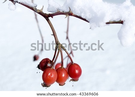 ripe berries of wild rose in winter