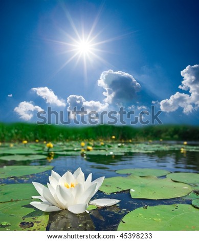 white lily on a lake