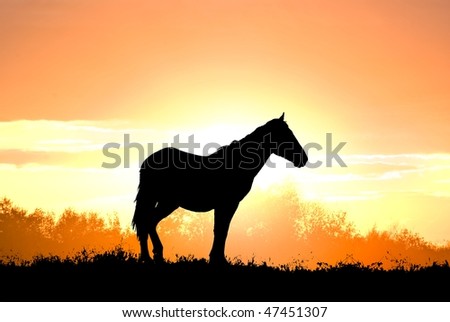 beautiful horse silhouette on a sunset background