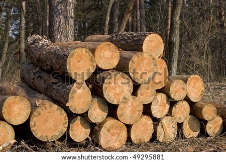 heap of firewoods in a forest