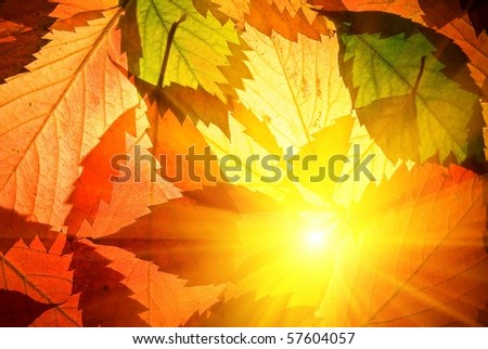 sun pushing through a varicoloured leaves