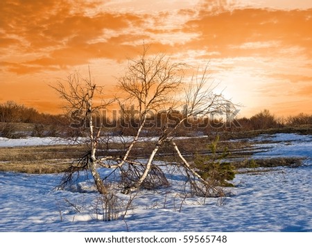 birch on a winter plain at the sunset