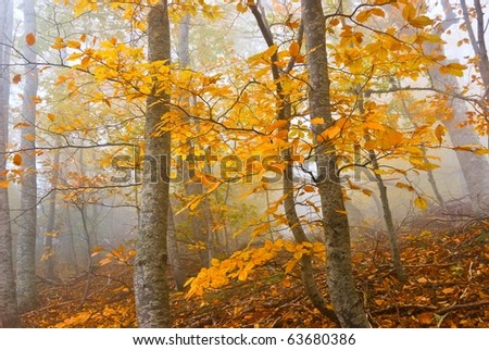 red beach in a misty forest