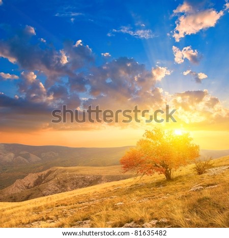 autumn tree on a hill slope at the sunrise