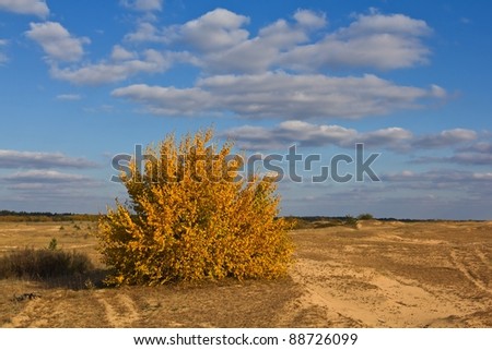 alone dry yellow tree in a steppe