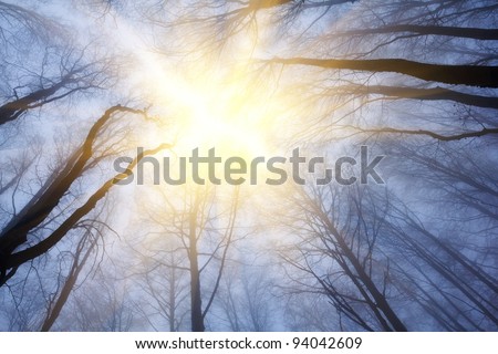 sparkle sun pushing through a misty forest