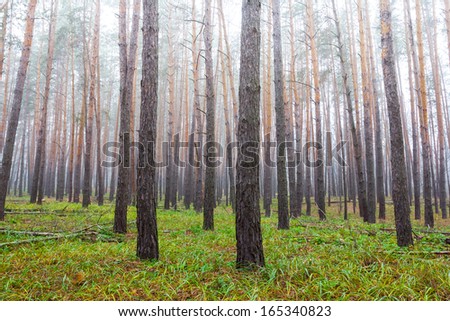bright forest in a mist