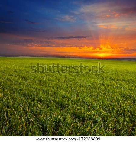 green rural scene at the sunset