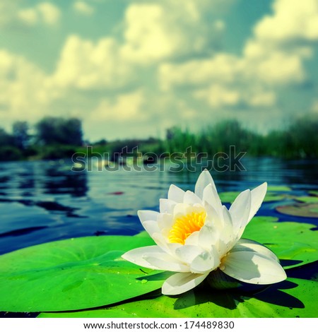 white lily float in a water