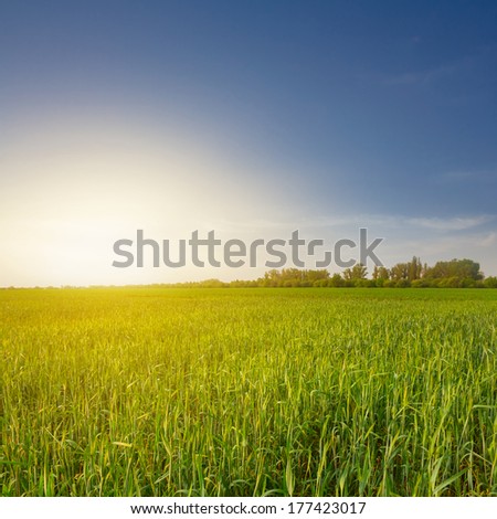 green fields at the sunset