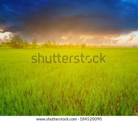 green fields at the dramatic sunset
