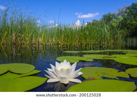 beautiful white water lily on a lake