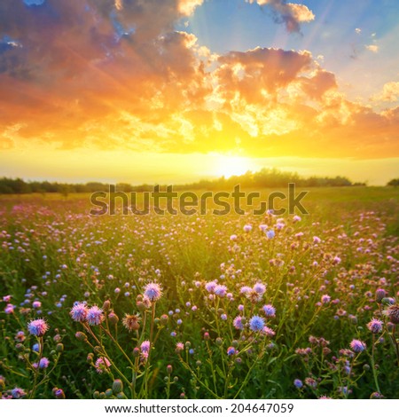 rural field scene at the sunset