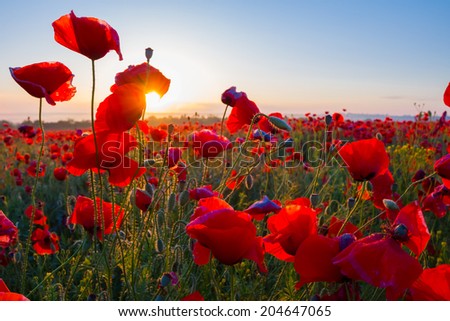 early morning red poppy field scene