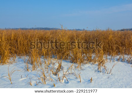 snowbound winter plain
