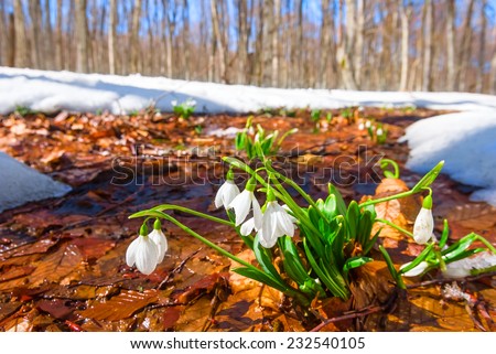 white snowdrops in a spring forest