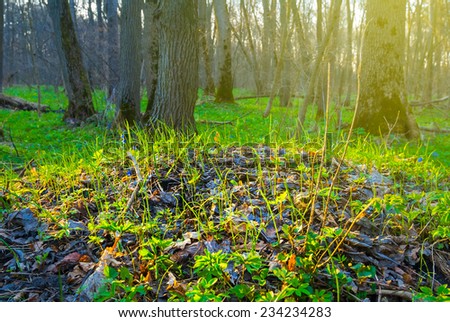 bright forest glade