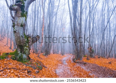 Similar – Foto Bild Mit Schnee und Eis bedeckter Buchenwald in einer nebligen Landschaft in den Bergen Nordspaniens