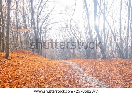 Similar – Foto Bild Mit Schnee und Eis bedeckter Buchenwald in einer nebligen Landschaft in den Bergen Nordspaniens