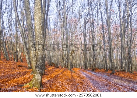 Similar – Foto Bild Mit Schnee und Eis bedeckter Buchenwald in einer nebligen Landschaft in den Bergen Nordspaniens