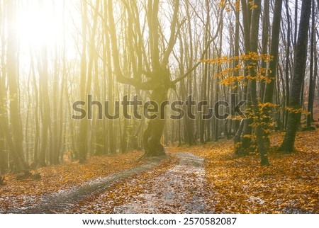 Similar – Foto Bild Mit Schnee und Eis bedeckter Buchenwald in einer nebligen Landschaft in den Bergen Nordspaniens