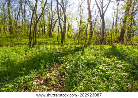 spring bright forest