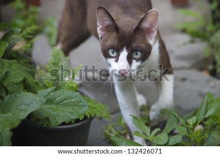 The beautiful brown cat, Siamese, with blue-green eyes lies in a green  leaves