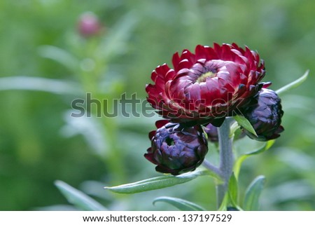black flower  Straw-flower