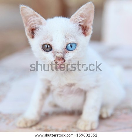 white kitty cat meowing kitten two color eye