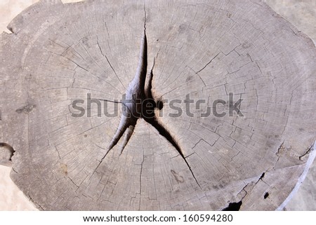 Freshly cut pine log showing tree rings in detail., Wood texture of cut tree trunk, close-up