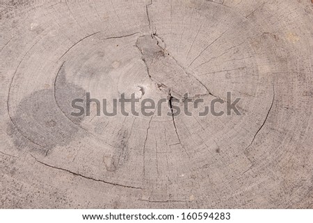 Freshly cut pine log showing tree rings in detail., Wood texture of cut tree trunk, close-up
