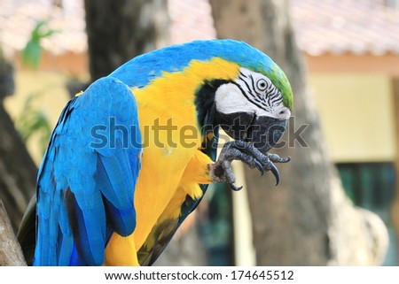 The parrots bird colorful blue macaw sitting on the perch.